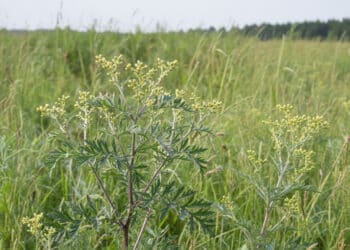 Mugwort: A Closer Look at the Herb With an Unexpected Reputation