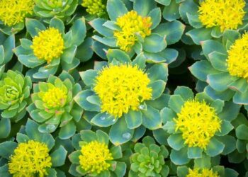 Rhodiola Rosea A Look at New Research and Potential Relevance for Powerlifters