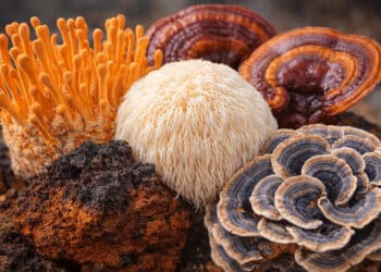 Mushrooms and Powerlifting: An Introduction to a Growing Performance Toolset