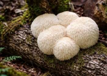 Lion’s mane mushroom growing on a log in a forest, commonly discussed in powerlifting nutrition