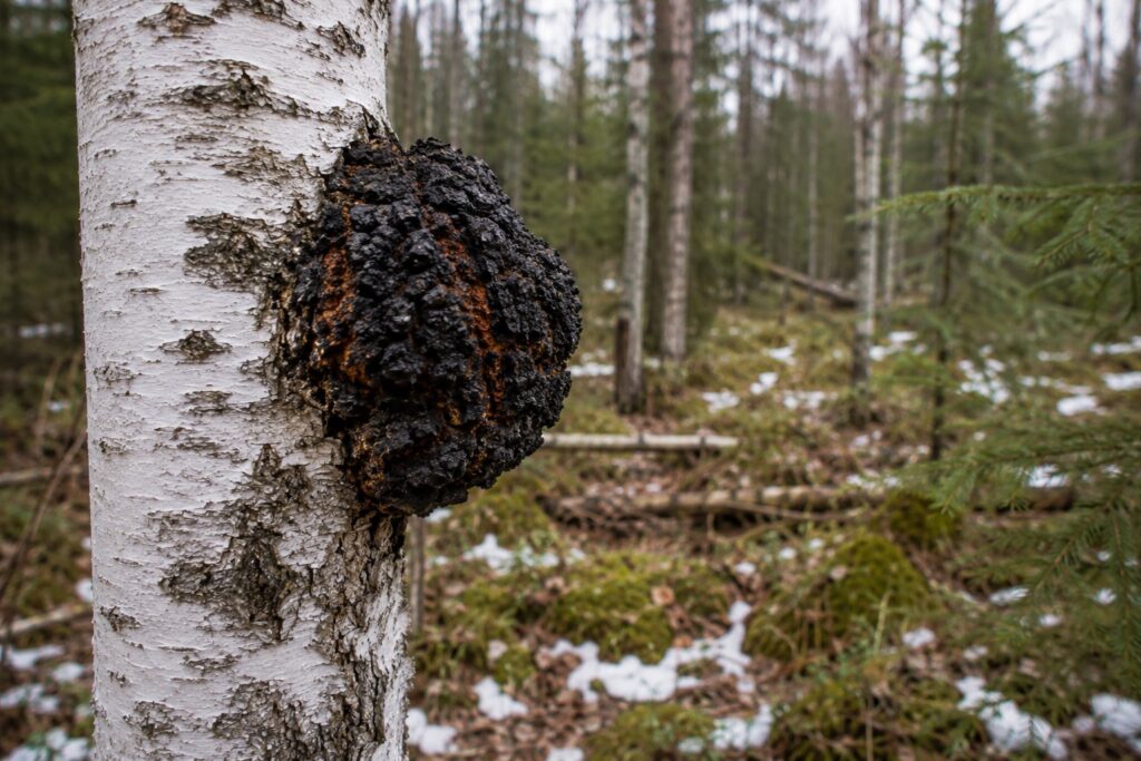 Chaga mushroom growing on a birch tree in a forest, highlighting a medicinal fungus often associated with recovery, resilience, and wellness for strength athletes and powerlifters.